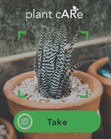 Plant Care Concept